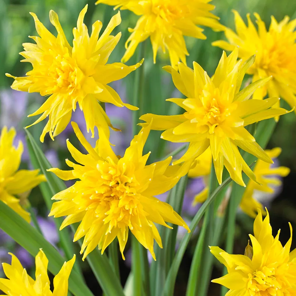 daffodil-rip-van-winkle Daffodil - Rip van Winkle