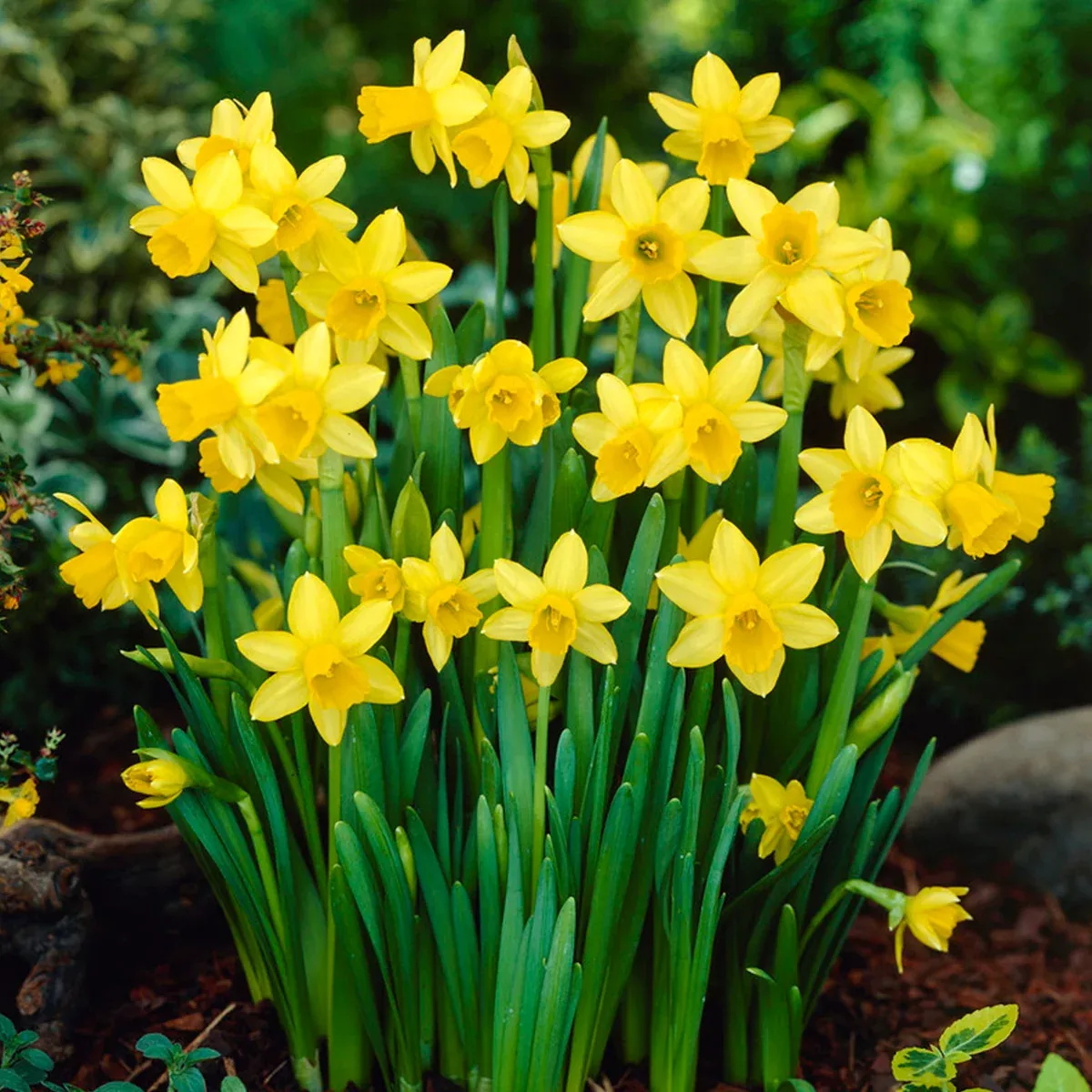 daffodil-t-te-t-te Daffodil - TĂȘte-Ă -TĂȘte