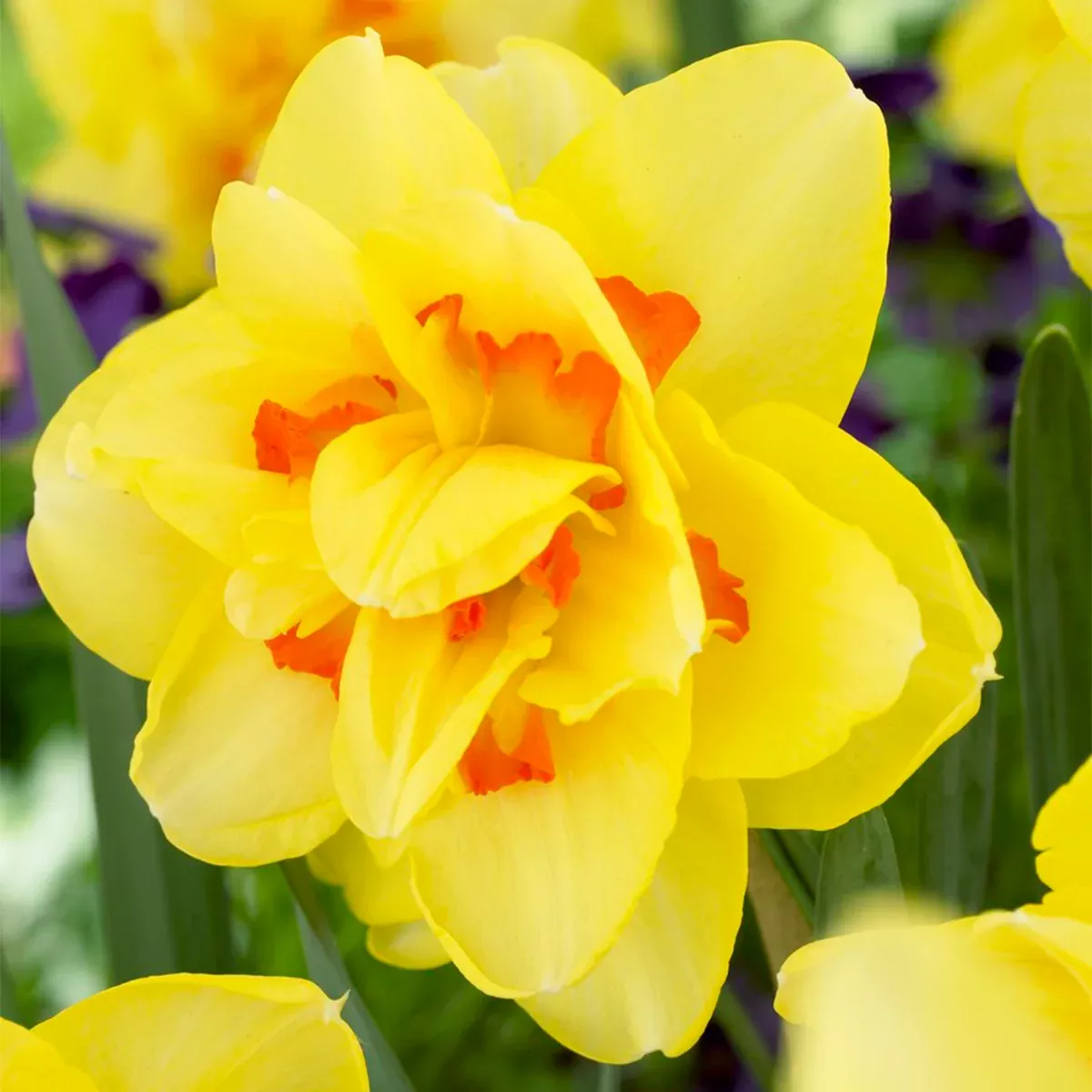 daffodil-tahiti Daffodil - Tahiti