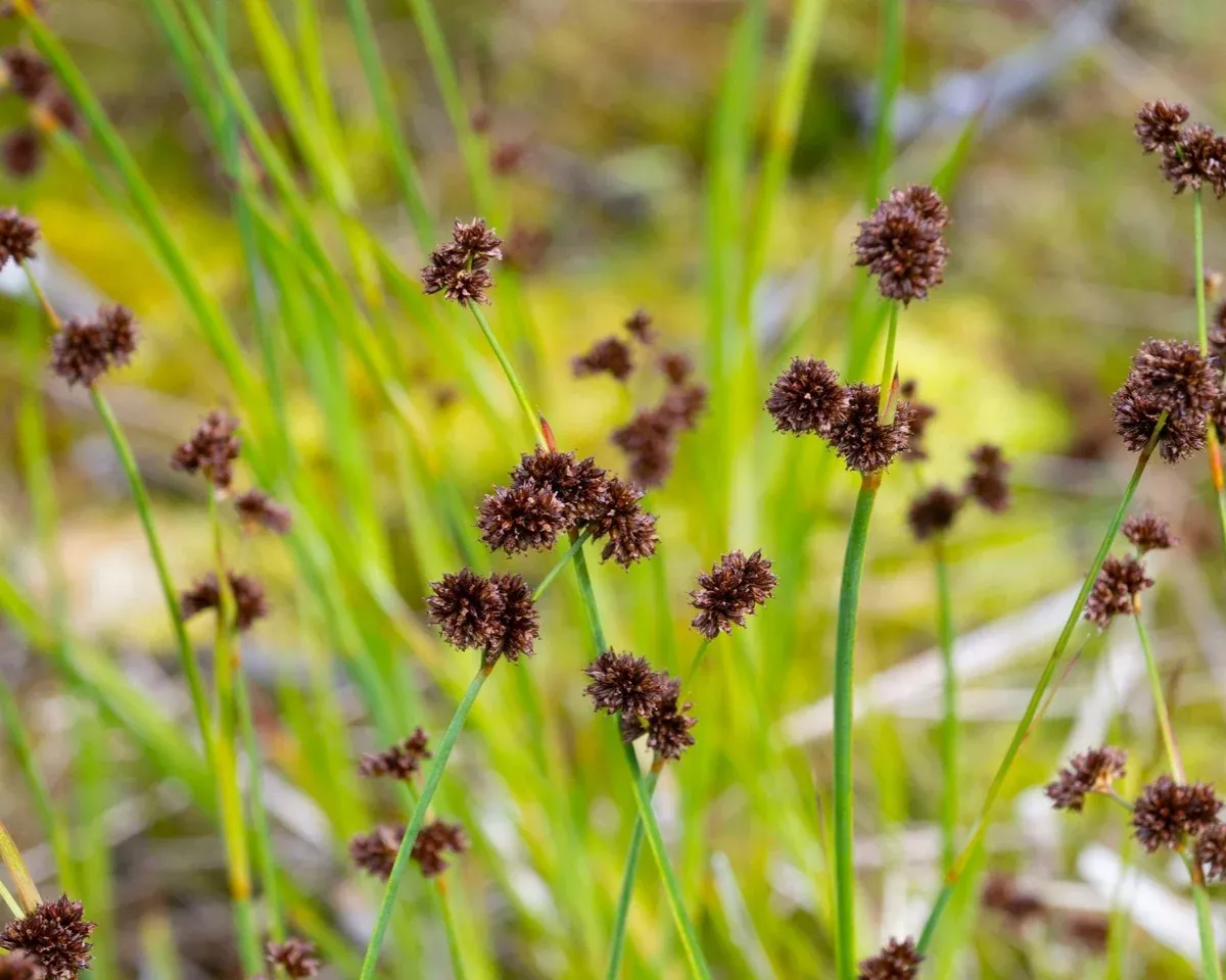 Daggerleaf Rush Seeds (Juncus ensifoliius)