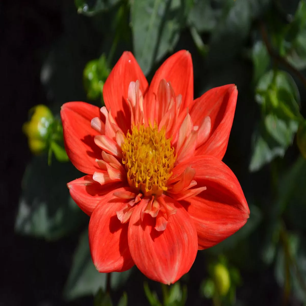 Dahlia ‘Alstergruss’ – 2026
