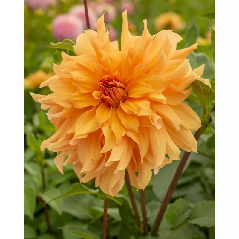 dahlia-big-brother Dahlia - Big Brother