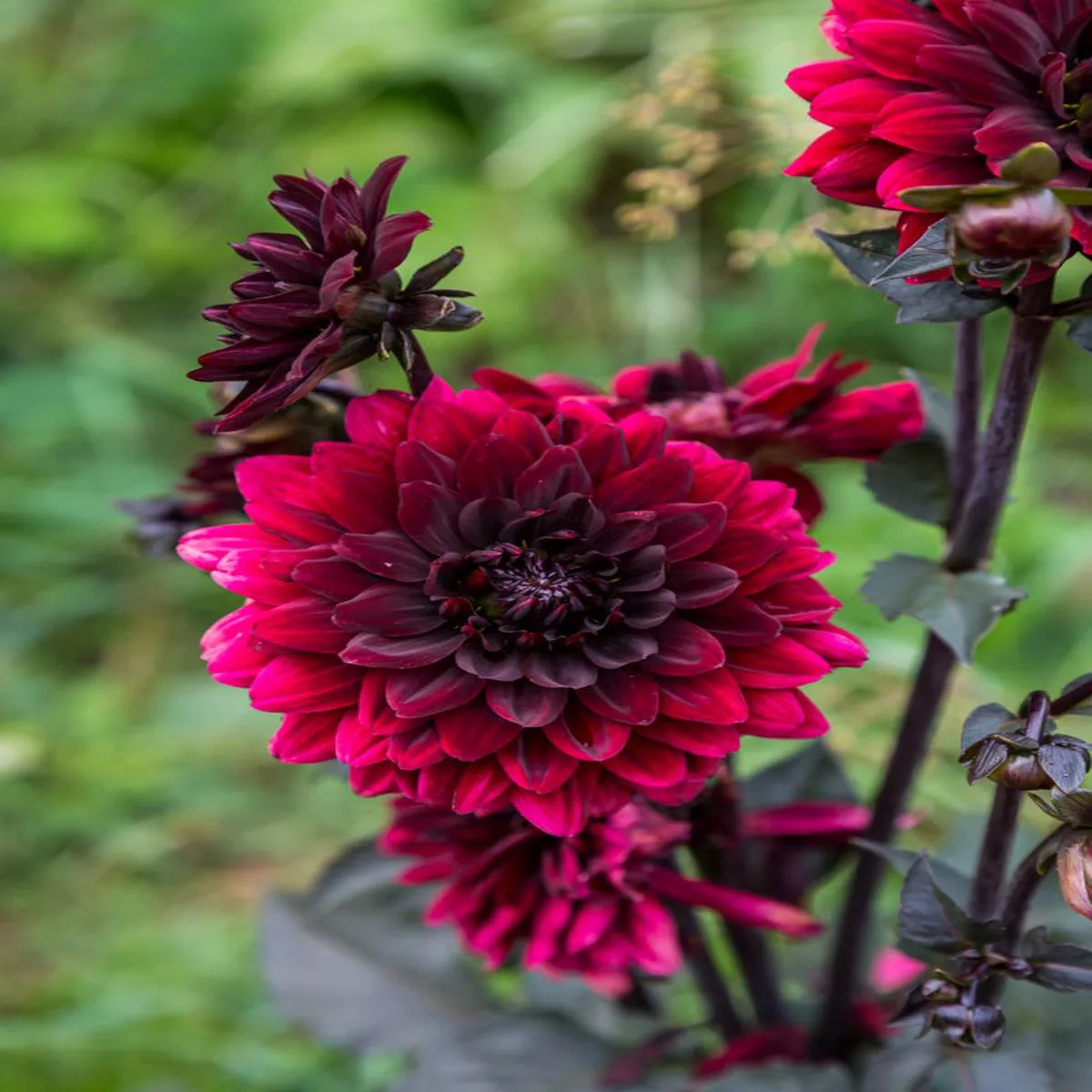 dahlia-black-touch-2026 Dahlia ‘Black Touch’ – 2026