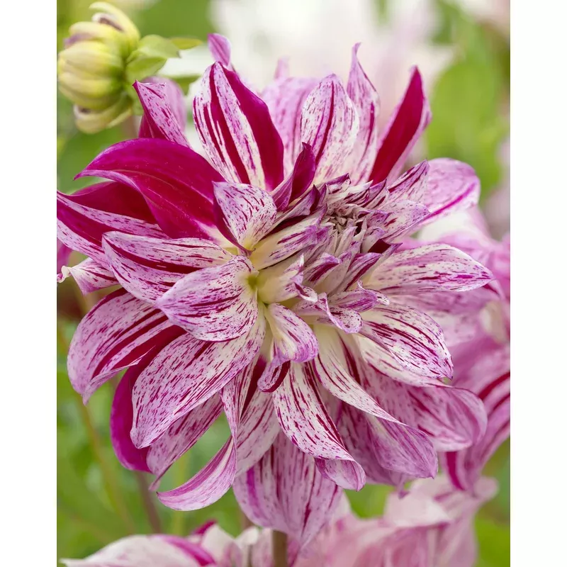 dahlia-bristol-stripe Dahlia - Bristol Stripe