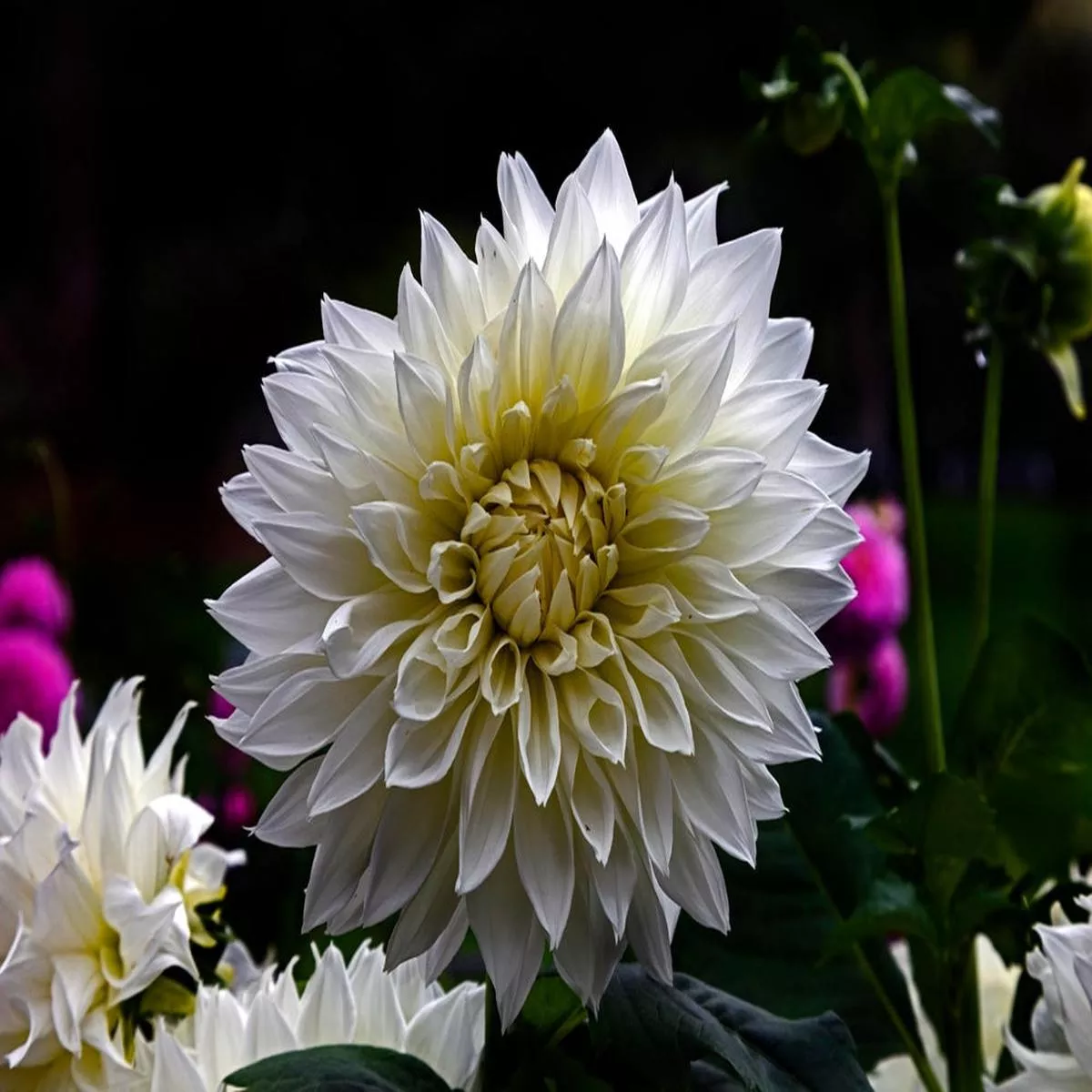 dahlia-bull-s-pride-2026 Dahlia ‘Bull’s Pride’ – 2026