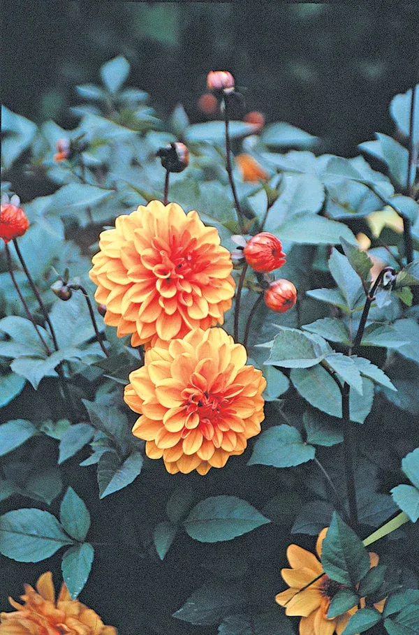 Dahlia David Howard