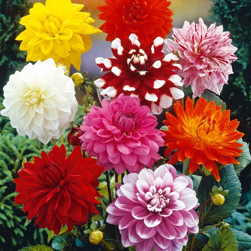 dahlia-decorative-mix Dahlia - Decorative Mix