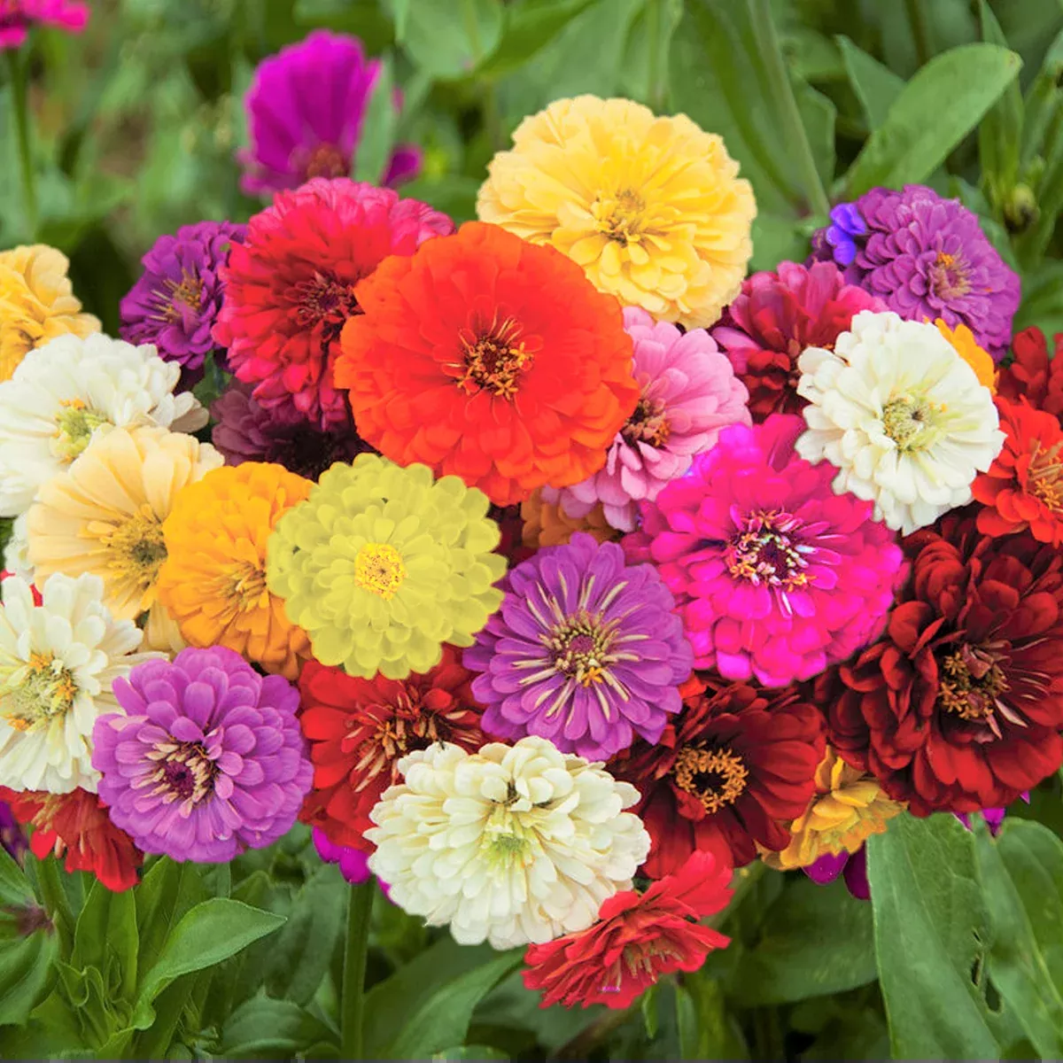 dahlia-flowered-mix-zinnia Dahlia Flowered Mix Zinnia