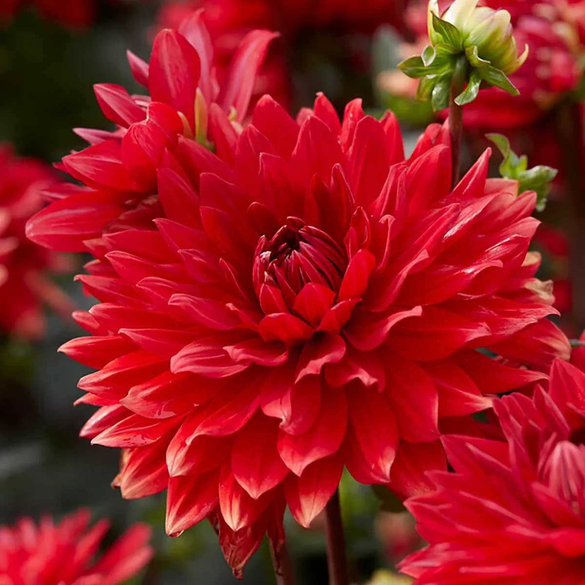 dahlia-garden-wonder Dahlia - Garden Wonder