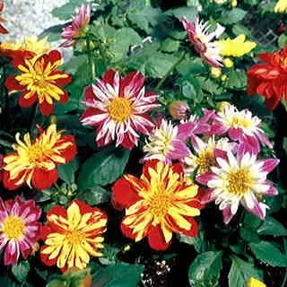 dahlia-harlequin-mix Dahlia, Harlequin Mix
