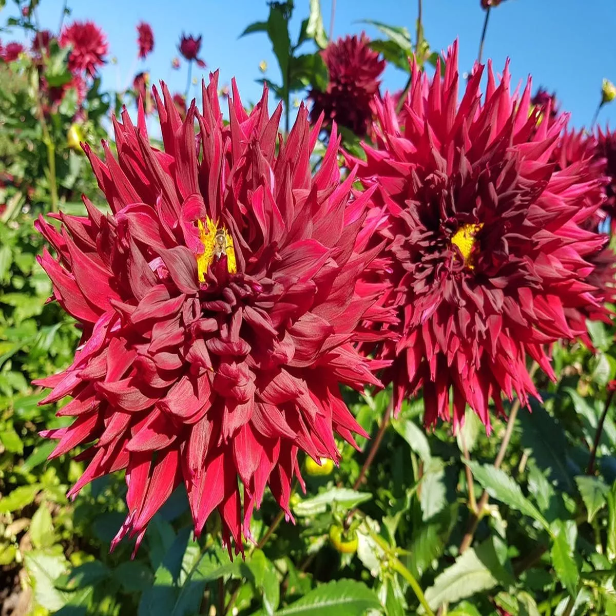 Dahlia ‘Kenora Macop-B’ – 2026