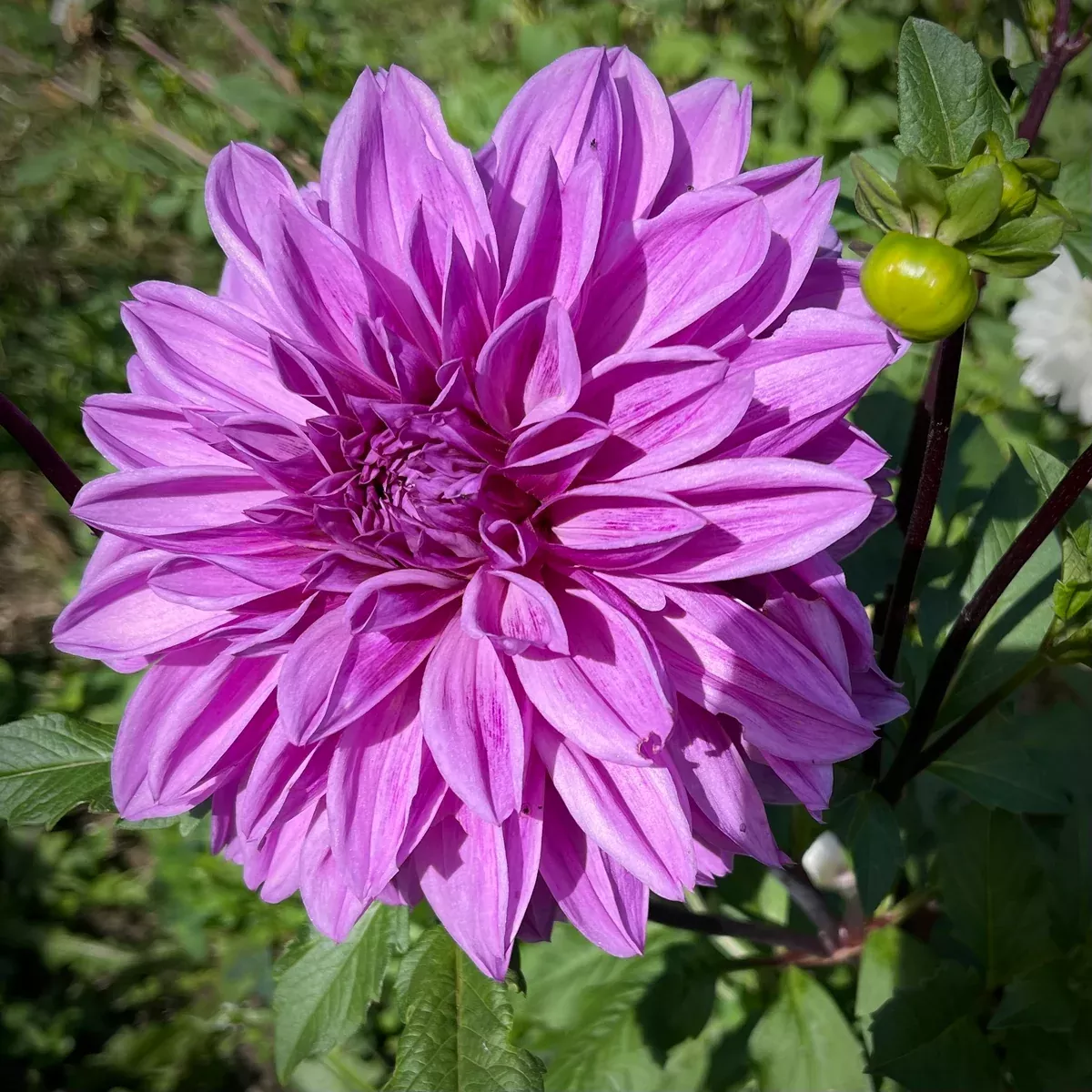 dahlia-lilac-time-formal-decorative-1-farm-tuber Dahlia 'Lilac Time' -Formal Decorative (1 farm tuber)