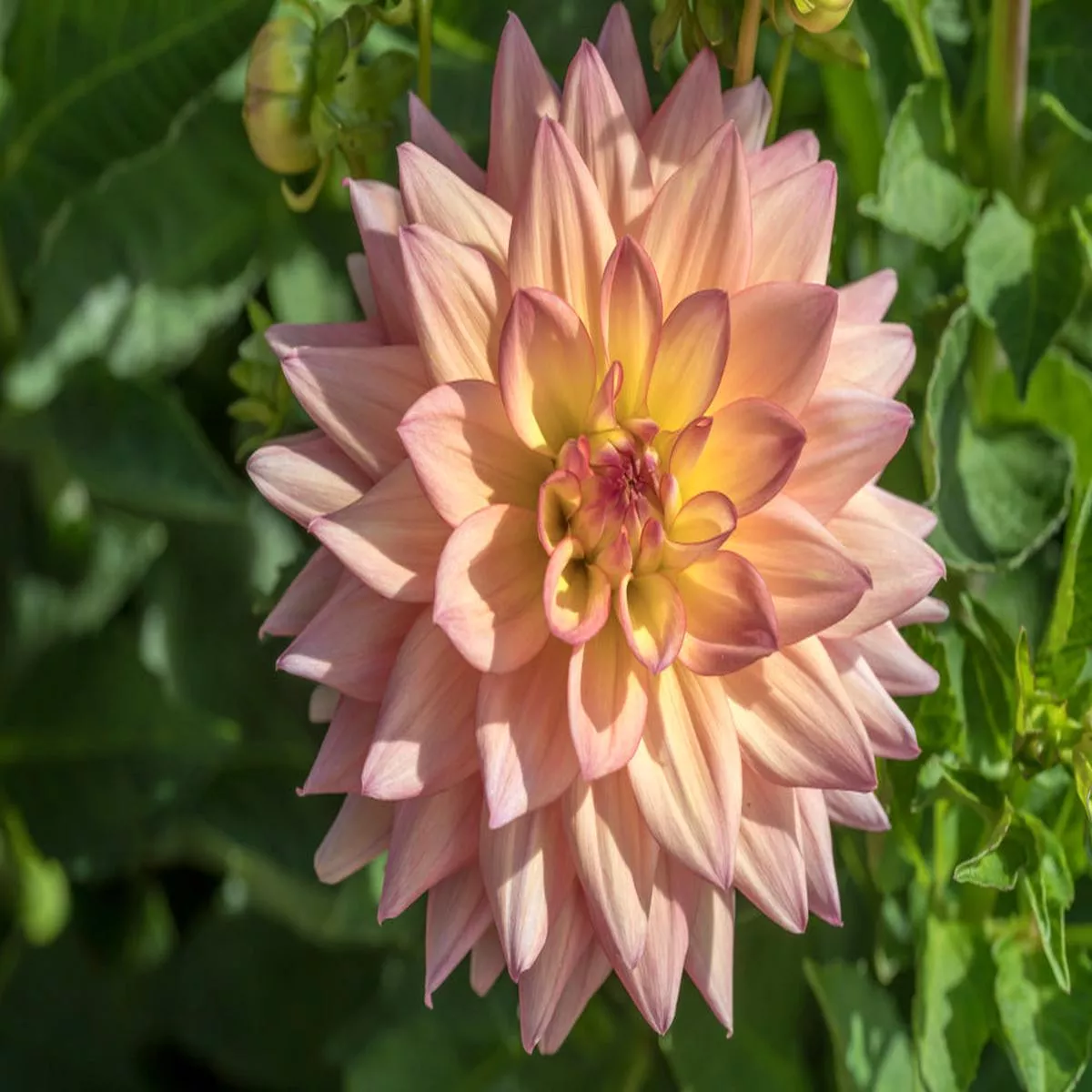 dahlia-melody-dora-2026 Dahlia ‘Melody Dora’ – 2026