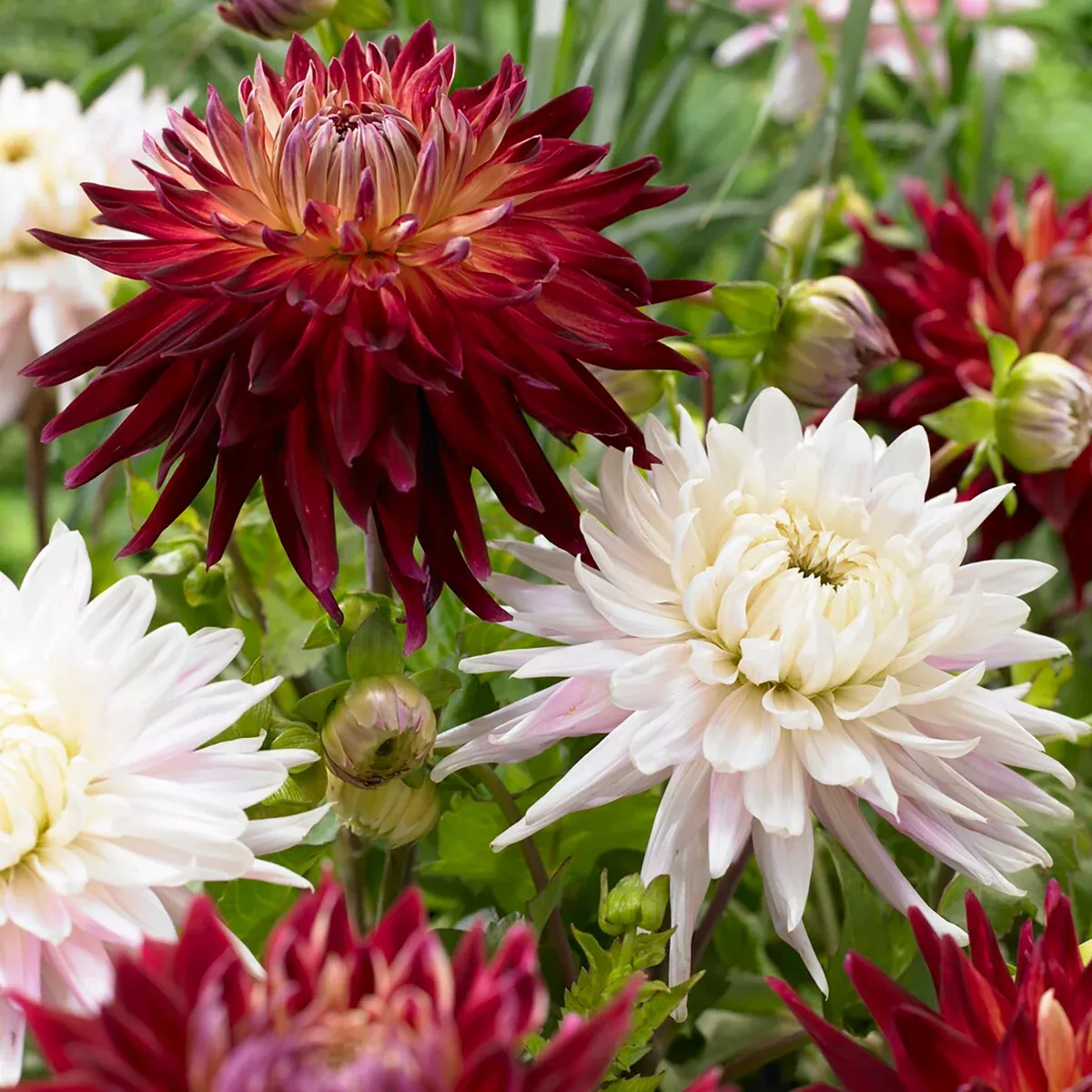 Dahlia - Metro Muses Blend