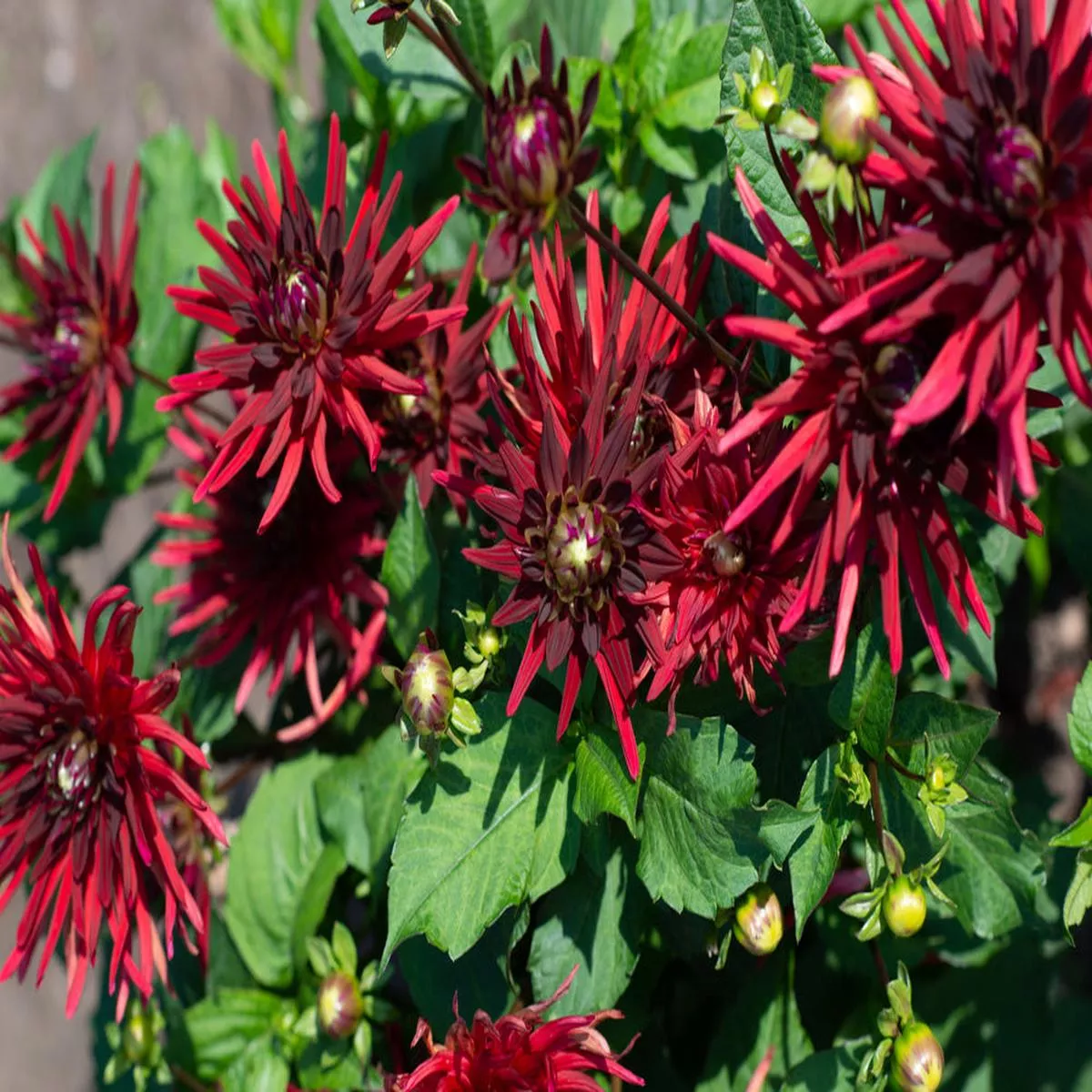 dahlia-nuit-dete-2026 Dahlia ‘Nuit dEte’ – 2026