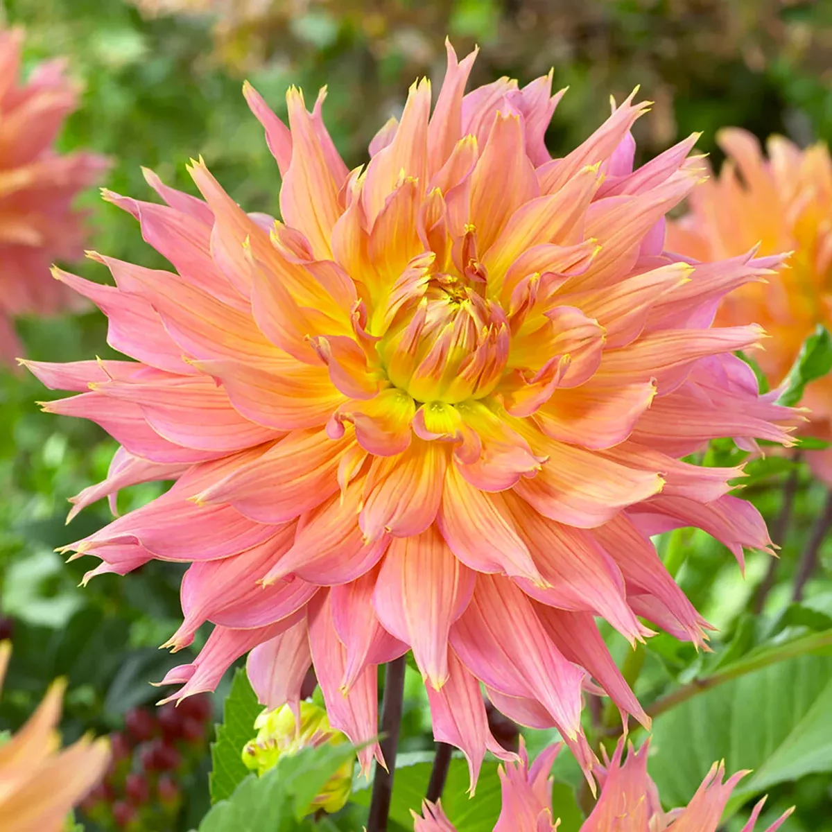 dahlia-omega Dahlia - Omega