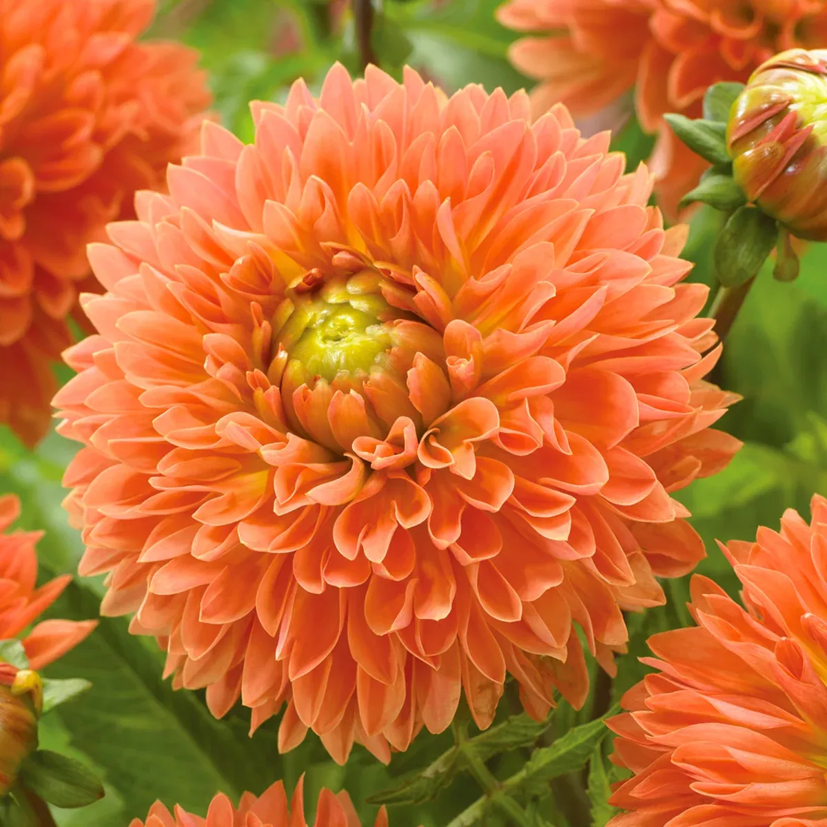 dahlia-orange-impact Dahlia - Orange Impact