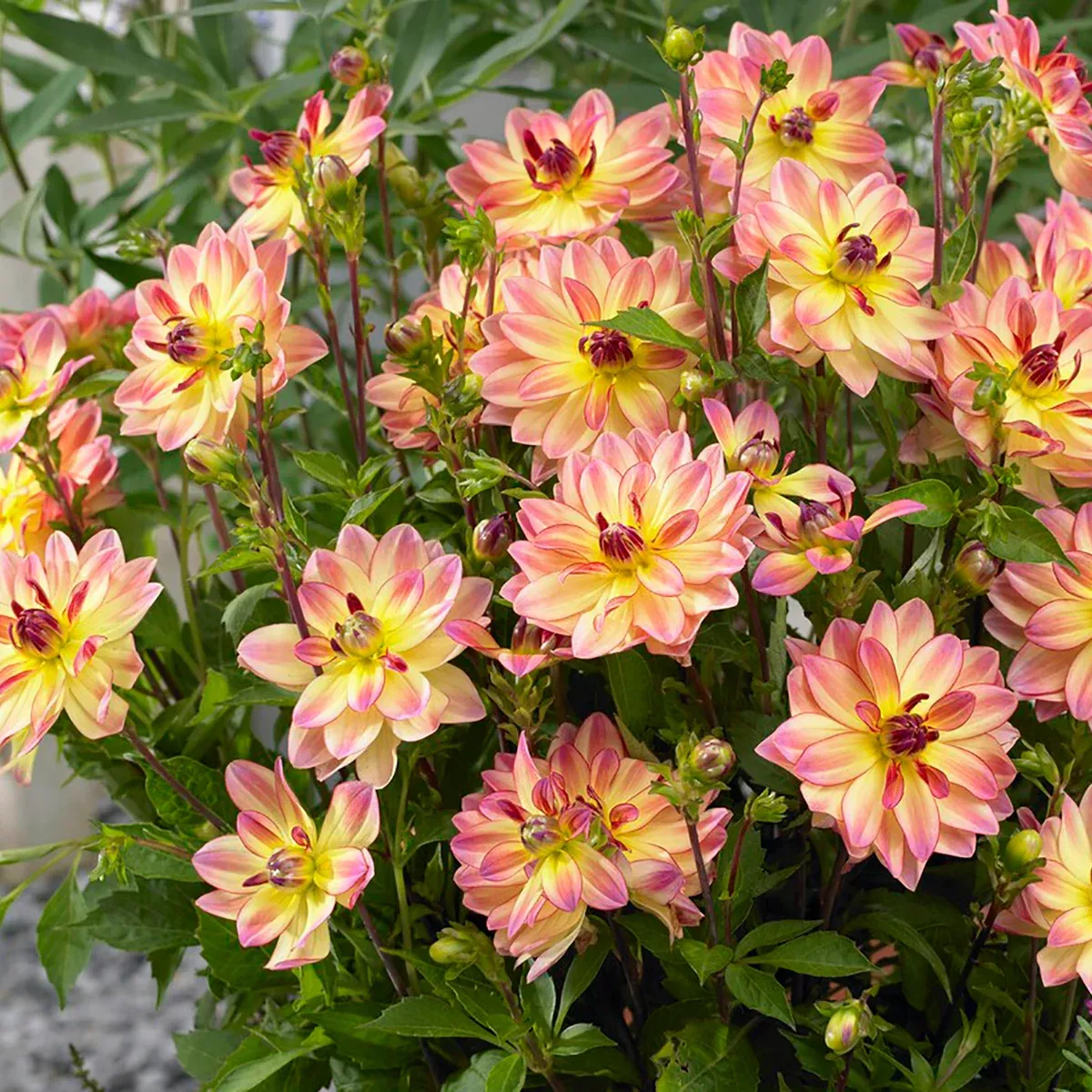dahlia-pacific-ocean Dahlia - Pacific Ocean