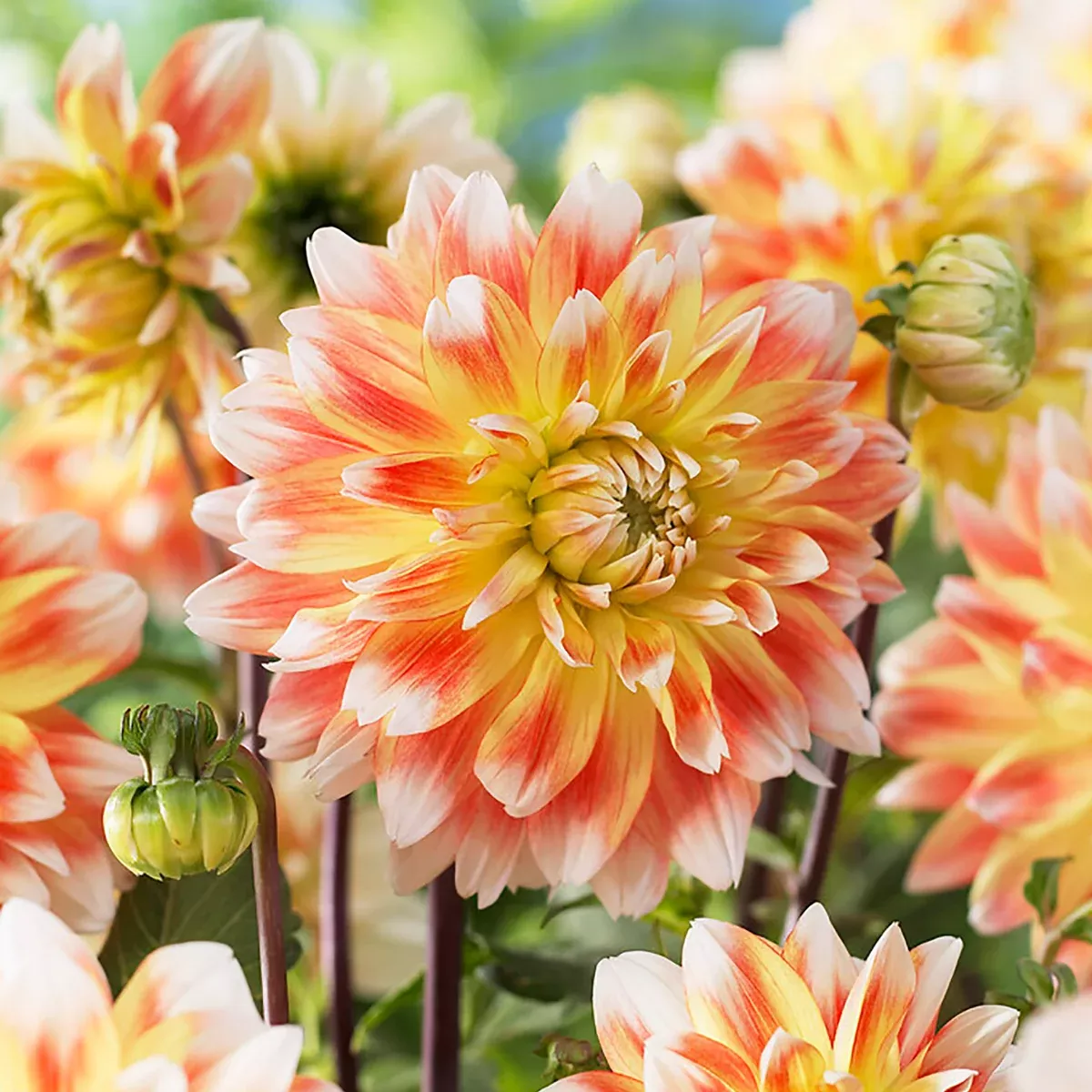 Dahlia - Peaches & Cream