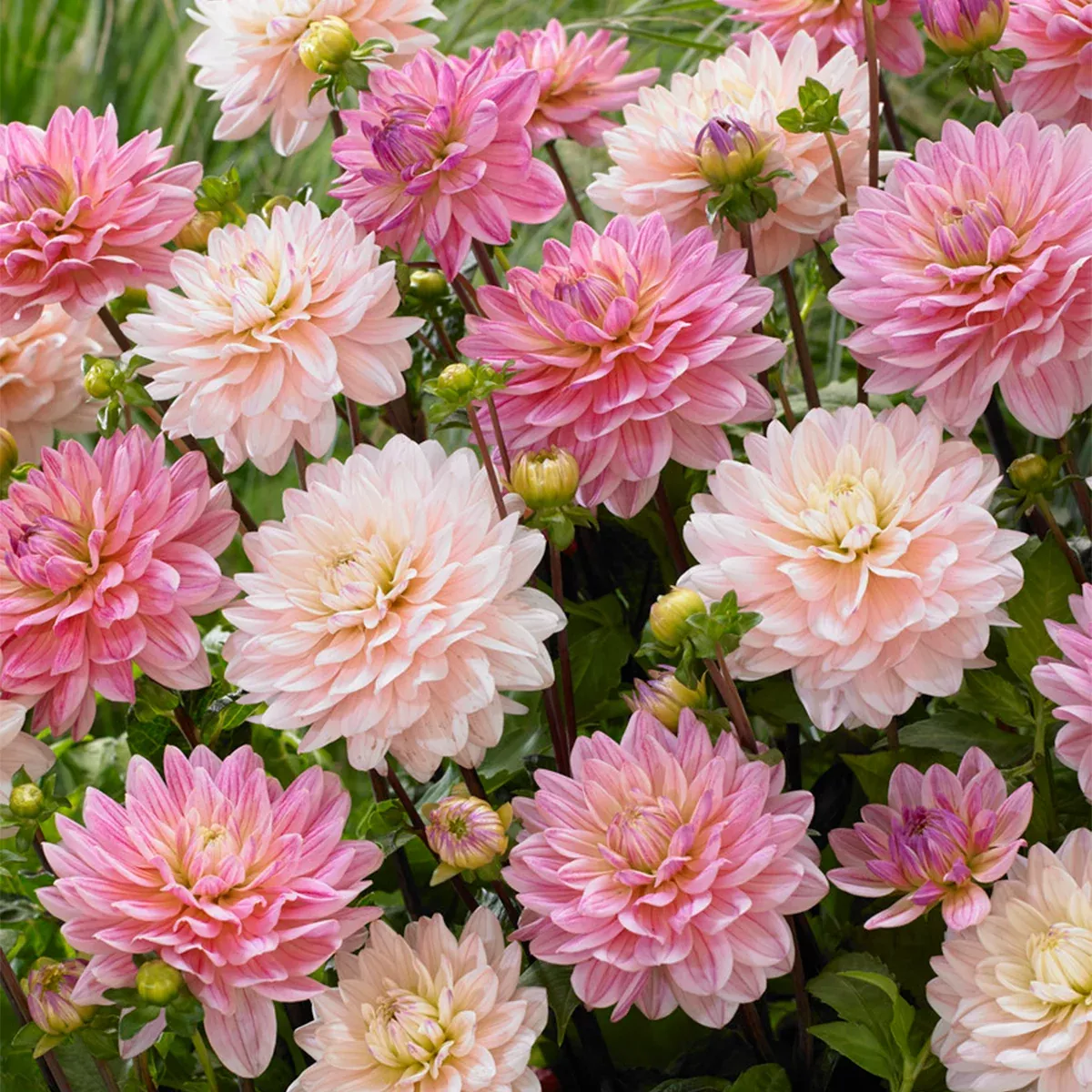 dahlia-pretty-in-pink-blend Dahlia - Pretty In Pink Blend