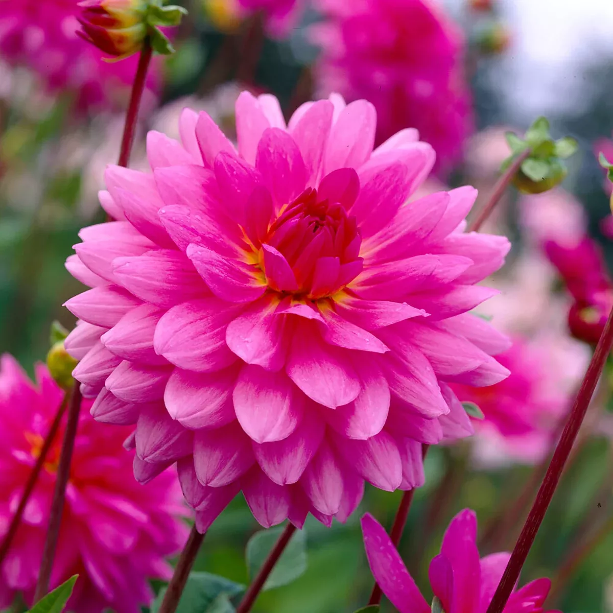 dahlia-rosella Dahlia - Rosella
