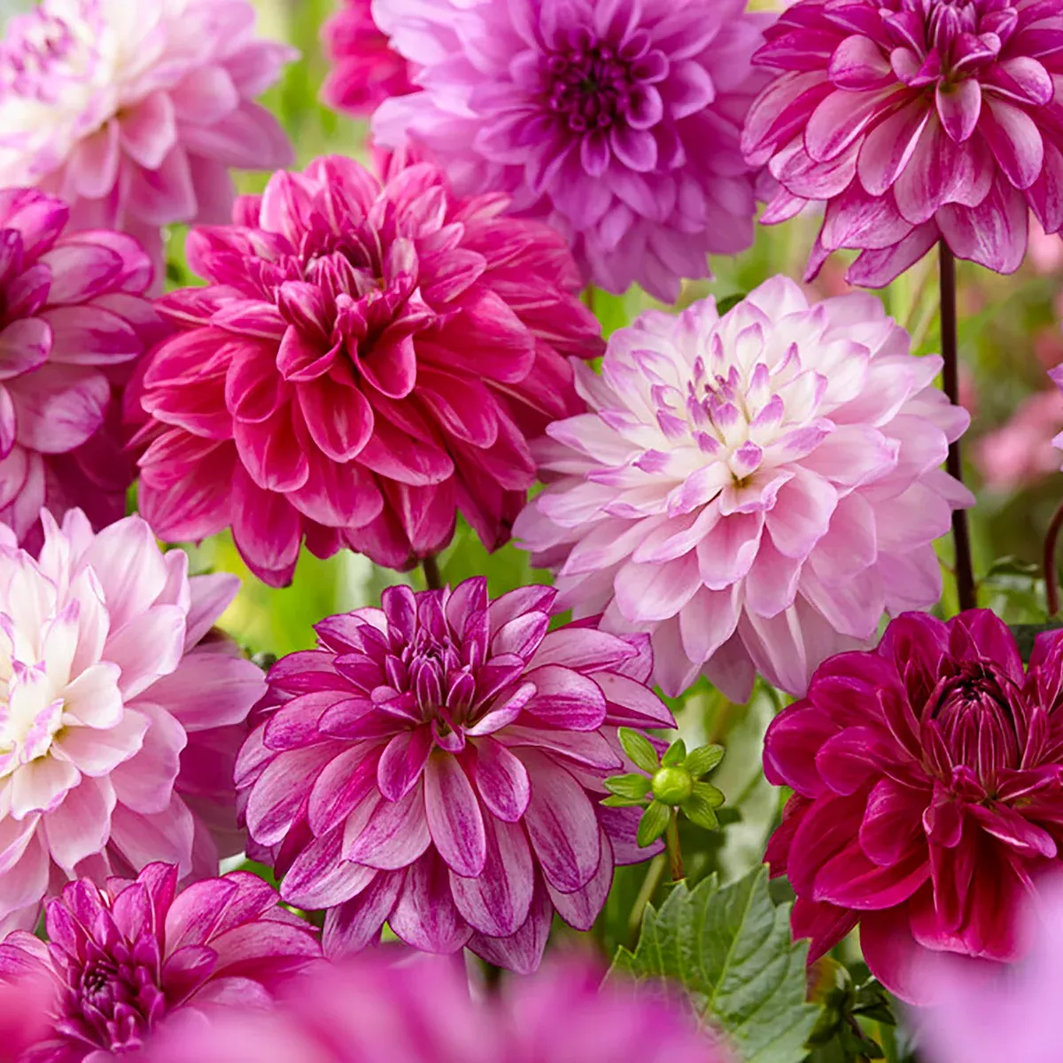 dahlia-seductive-arbawinnie-blend Dahlia - Seductive Arbawinnie Blend