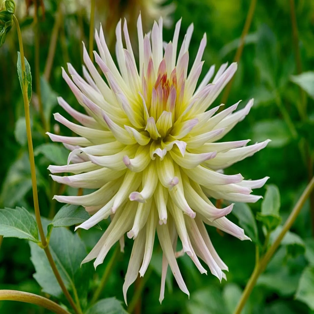 dahlia-shooting-star-2026 Dahlia ‘Shooting Star’ – 2026