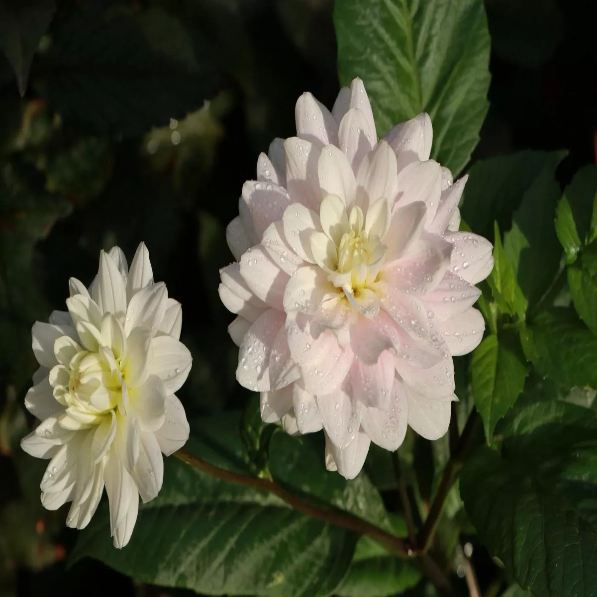 dahlia-silver-years-2026 Dahlia ‘Silver Years’ – 2026