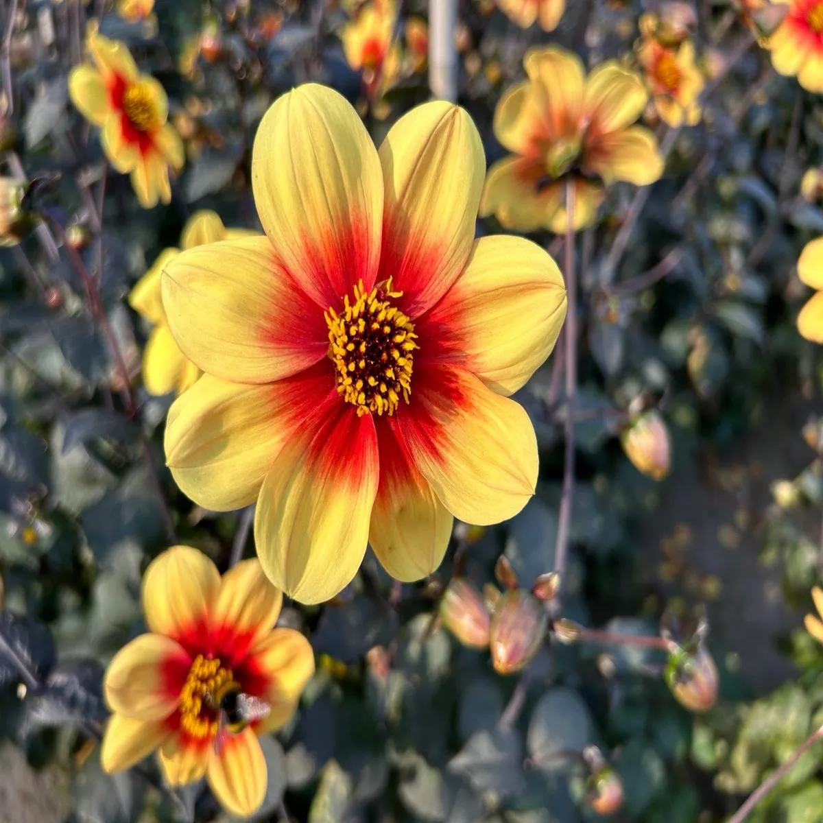 dahlia-sunshine-2026 Dahlia ‘Sunshine’ – 2026
