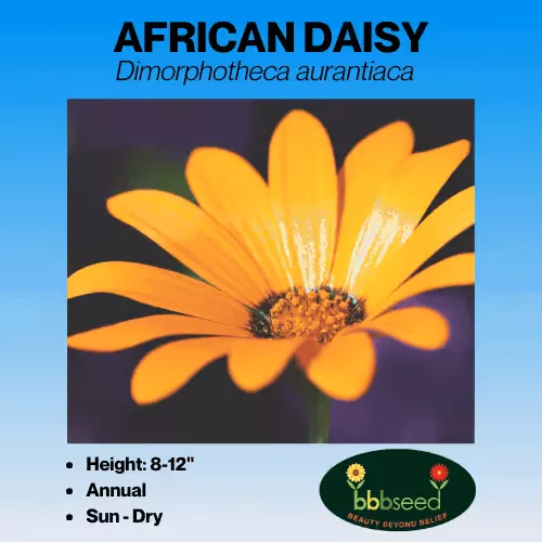 daisy-african-dimorphotheca-aurantiaca Daisy, African – Dimorphotheca aurantiaca