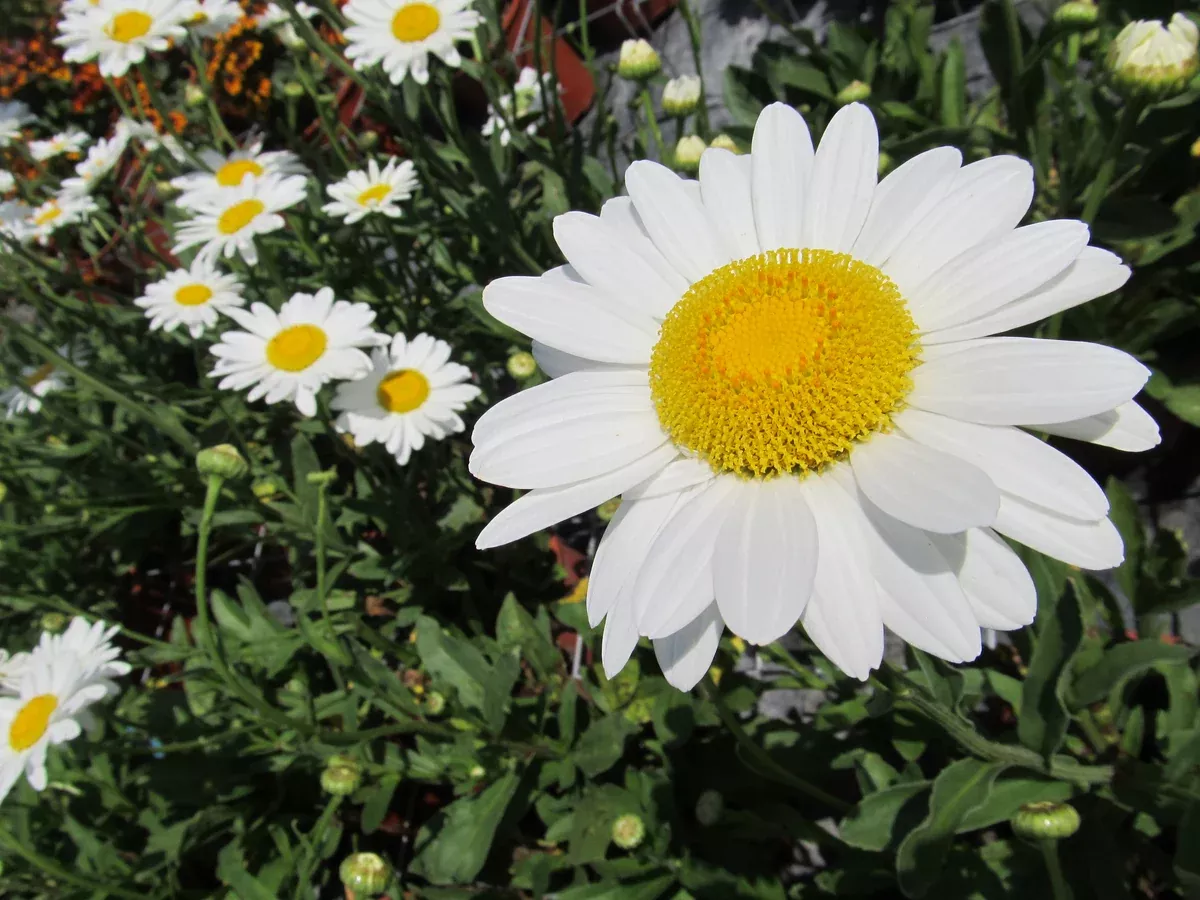 Daisy: 'Becky Shasta' 1 Gal (Au)