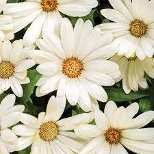 Daisy:'Bright Lights White African' - 4.5 (Jf)