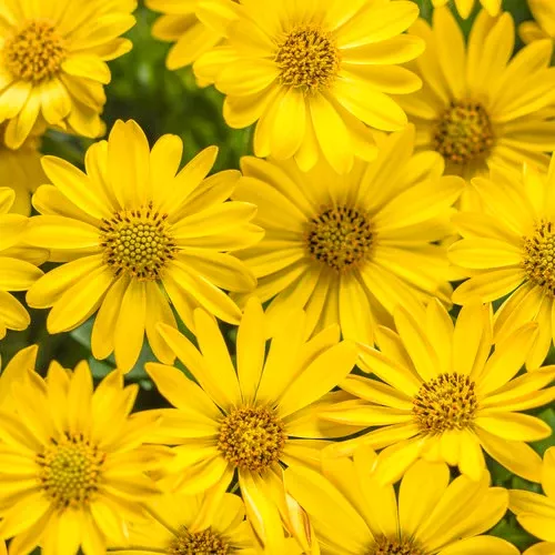 Daisy:'Bright Lights Yellow African' - 4.5 (Jf)