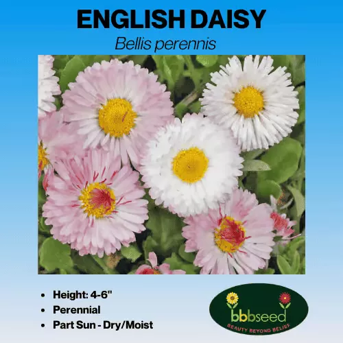 Daisy, English – Bellis perennis