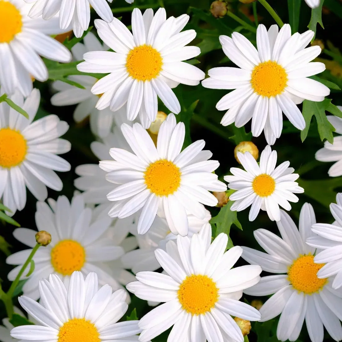 daisy-shasta-flower-seeds Daisy, Shasta Flower seeds