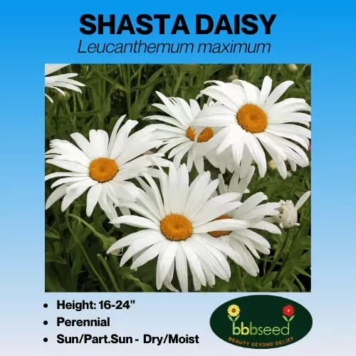 daisy-shasta-leucanthemum-maximum Daisy, Shasta – Leucanthemum maximum