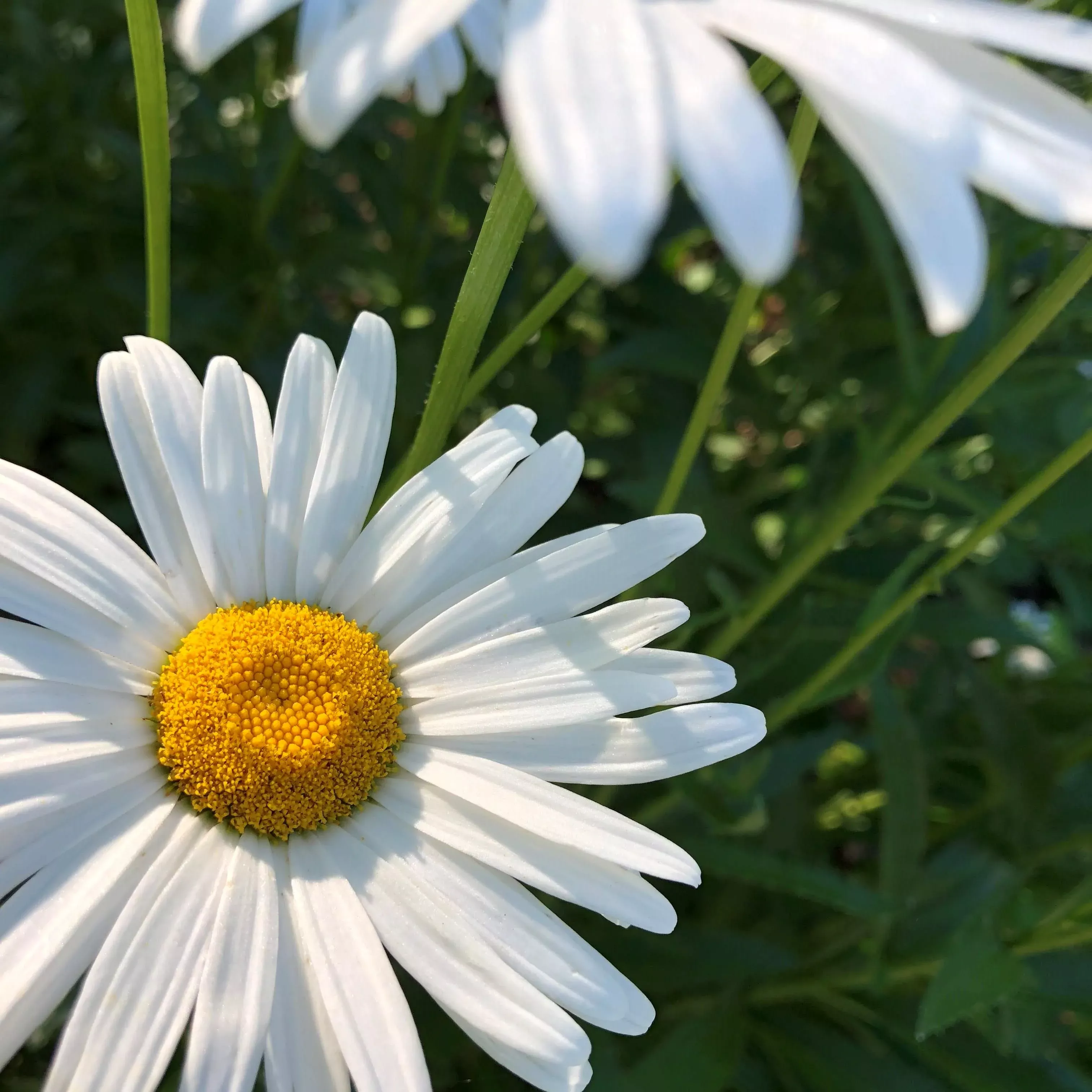 daisy-shasta Daisy: Shasta