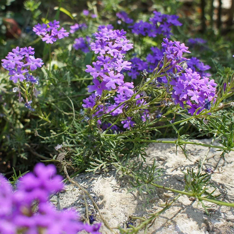 dakota-mock-vervain-seeds Dakota Mock Vervain Seeds