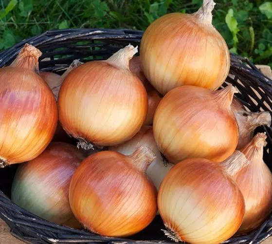 dakota-tears-onion Dakota Tears Onion