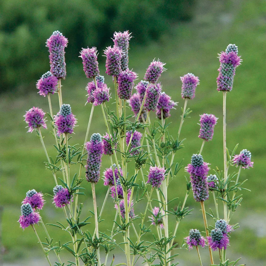 Dalea purpurea