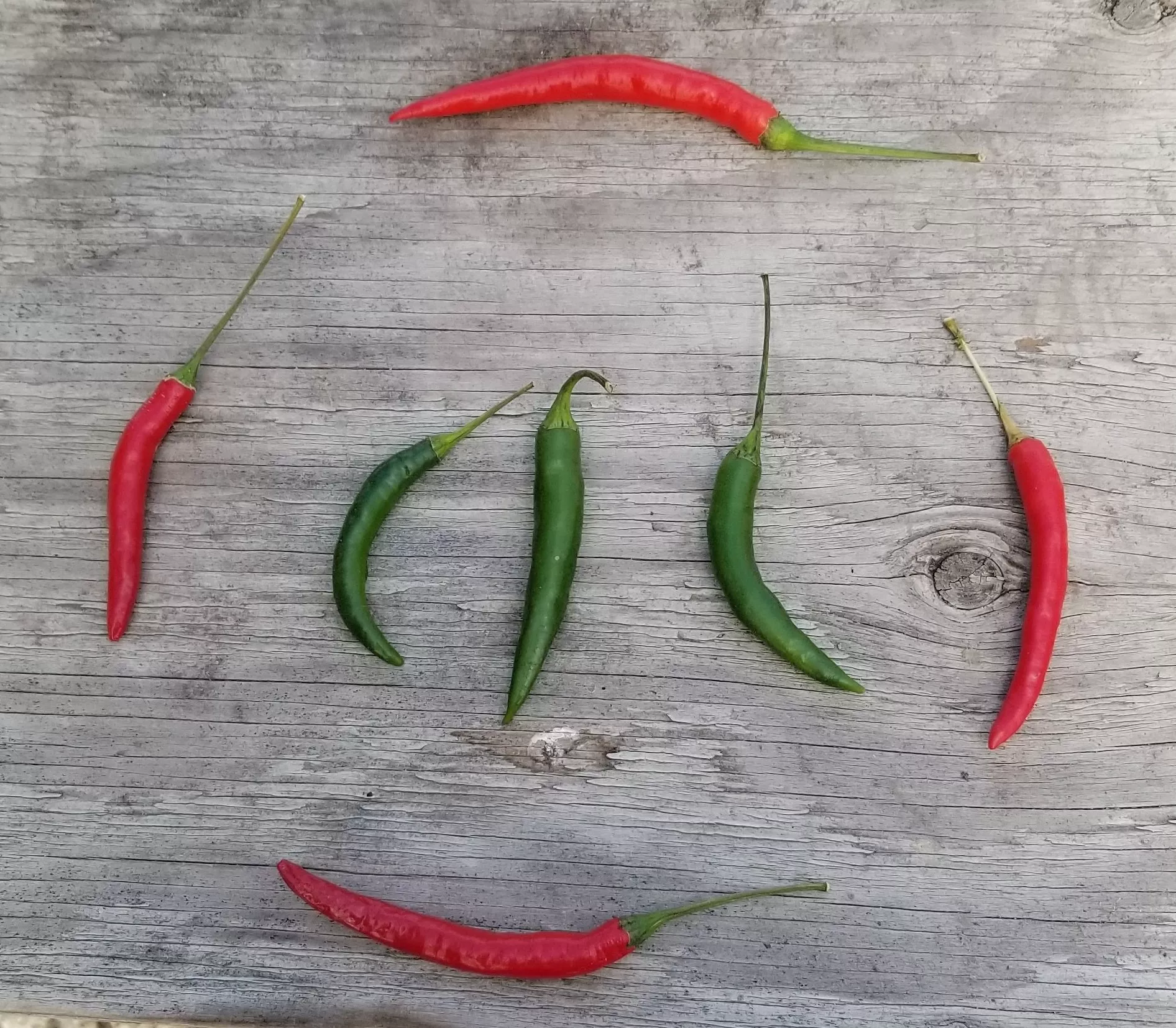 damini-hot-pepper Damini Hot Pepper
