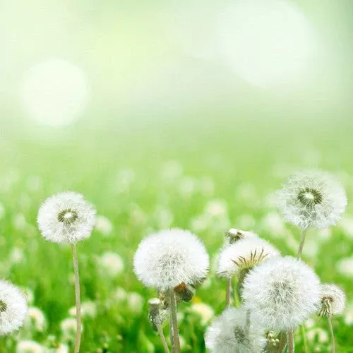 Dandelion Flower seeds