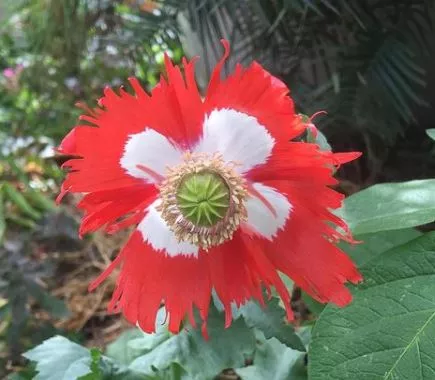 Danish Flag Poppy