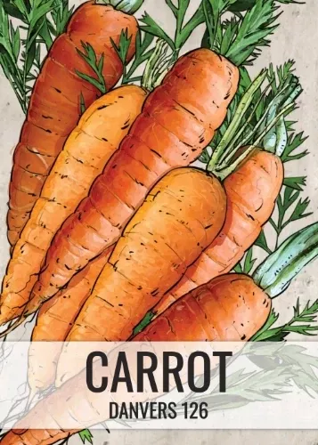 danvers-126-carrot-seeds-planting-daucus-carota Danvers 126 Carrot Seeds For Planting (Daucus carota)