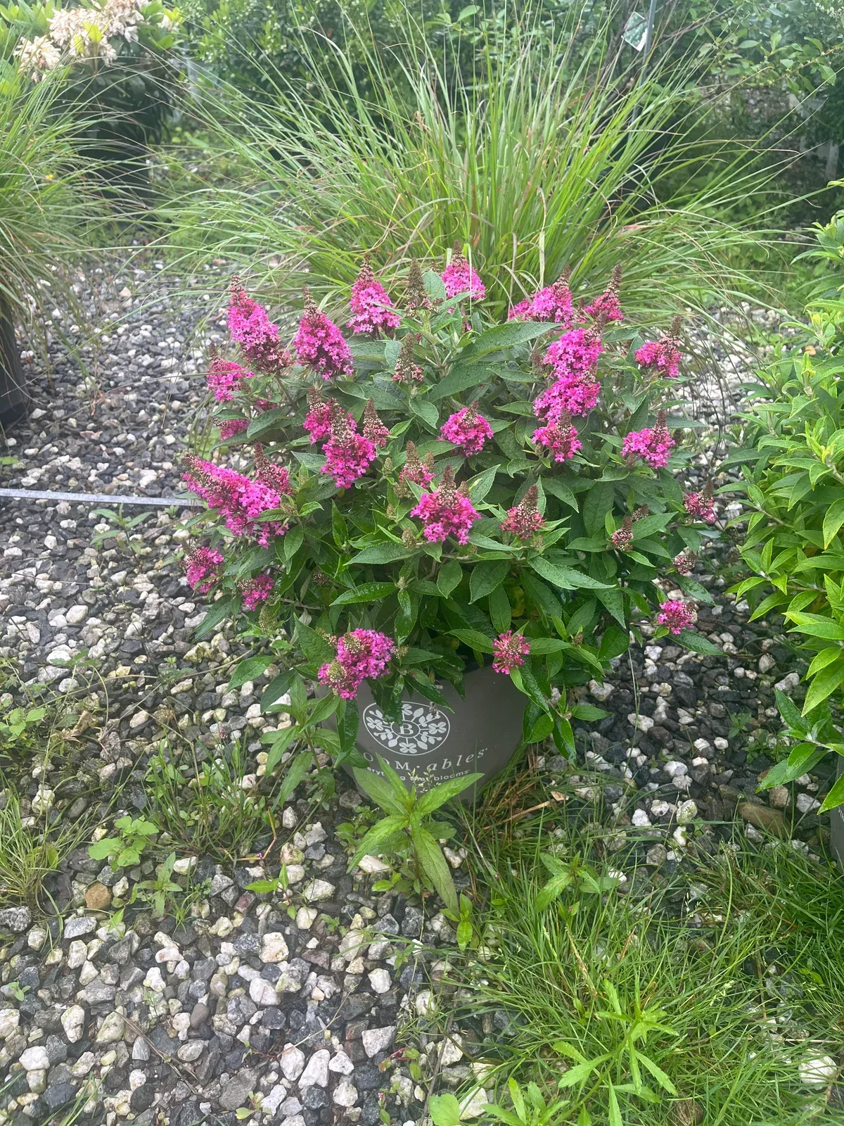 Dapper Pink Butterfly Bush