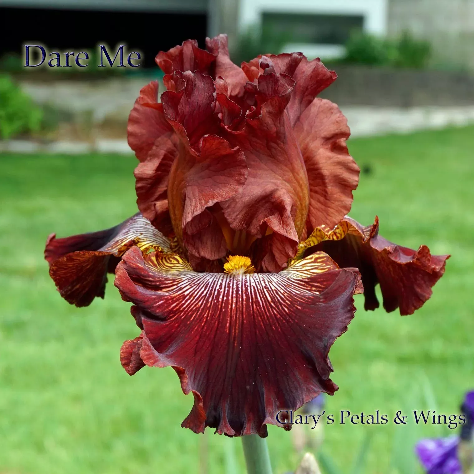dare-me-2013-tb-fragrant DARE ME-2013 - TB - Fragrant