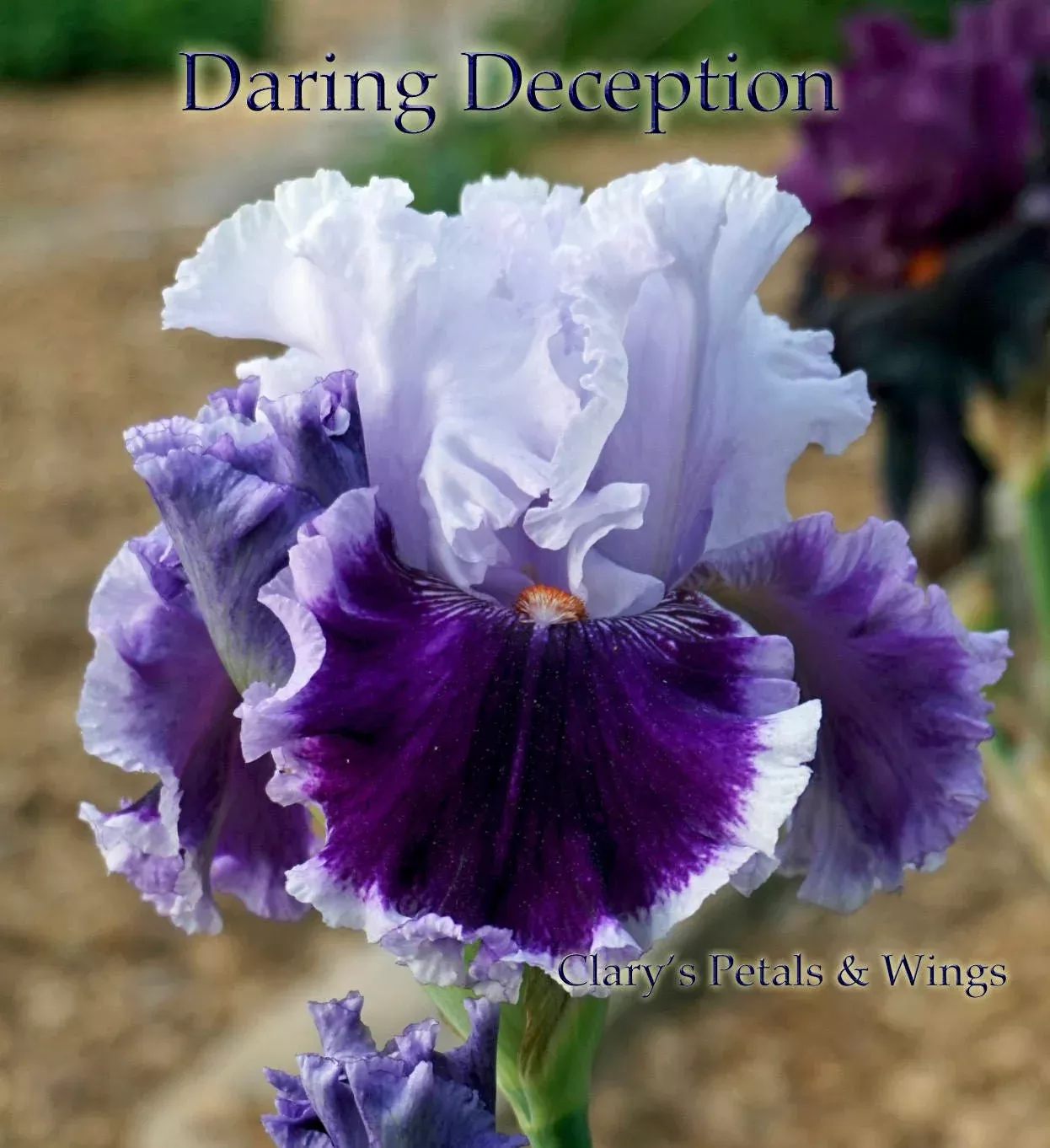 daring-deception-2012-tb DARING DECEPTION - 2012 - TB