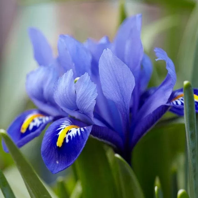 dark-blue-species-iris Dark Blue Species Iris