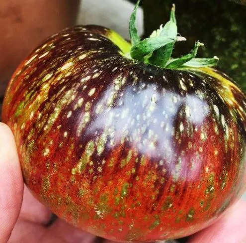 dark-galaxy-tomato Dark Galaxy Tomato