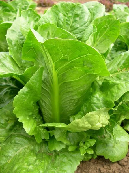 dark-green-romaine-lettuce Dark Green Romaine Lettuce